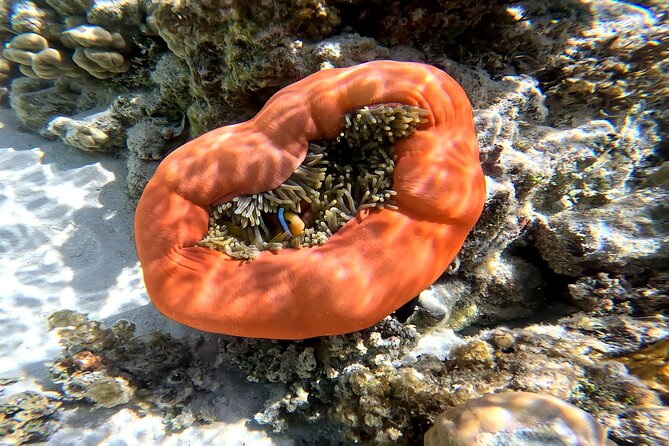 Tahaa Excursion in Electric Paddle Snorkeling Coral Garden - Gear, safety, and what to bring