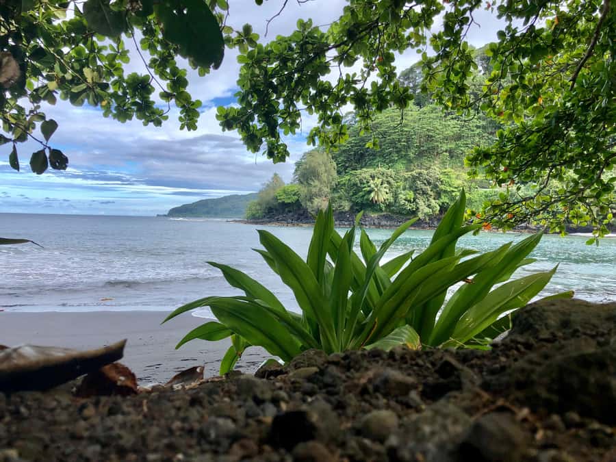 Tahiti: East or West coast tour (Half Day) - Who should book this half-day experience?