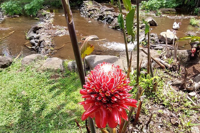 Tahiti Full Day Private Coastal Tour - Maraa Grotto and Taharuu Beach