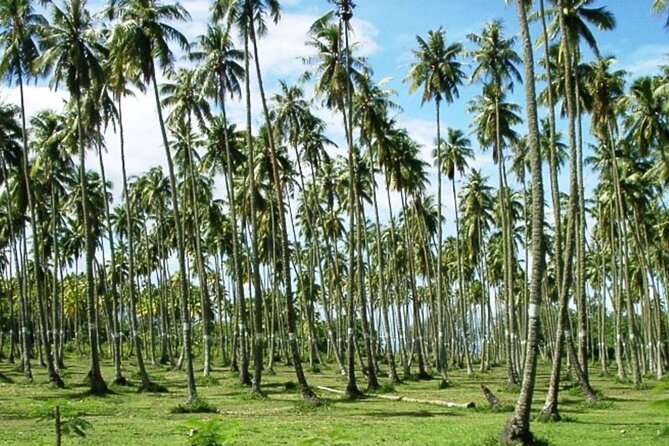 Tahiti: Full Day Tour of the Island - Point Venus and Tahiti’s black-sand beginning
