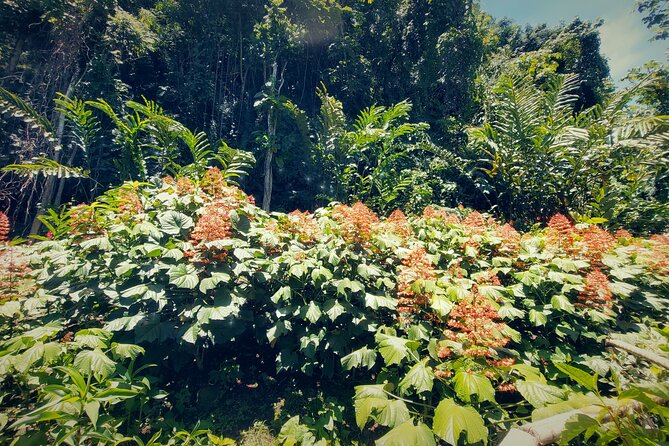 Tahiti Half Day Coastal Private Tour - The guides make the drive part of the tour
