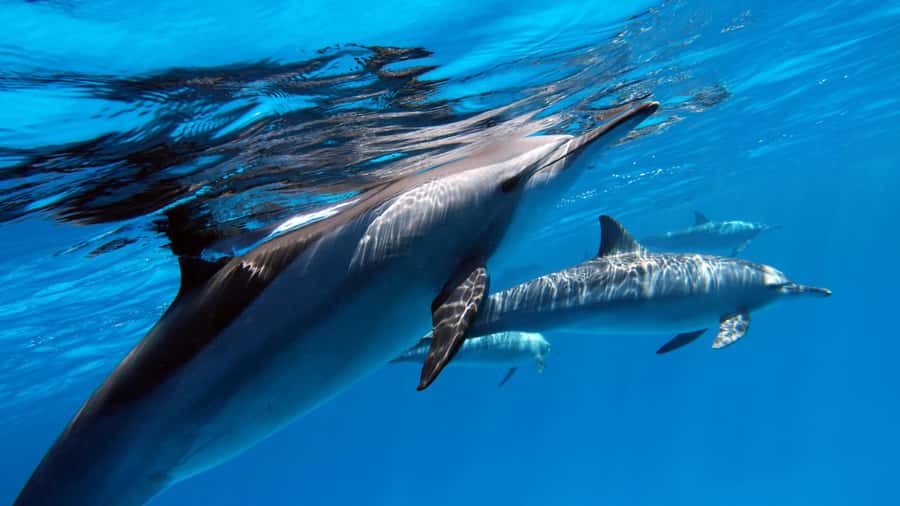 Tahiti island: 4 hours Snorkeling Tour - What makes this four-hour boat trip worth considering