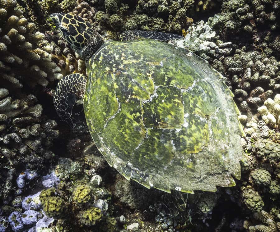 Tahiti island: 4 hours Snorkeling Tour - A simple local break on the boat