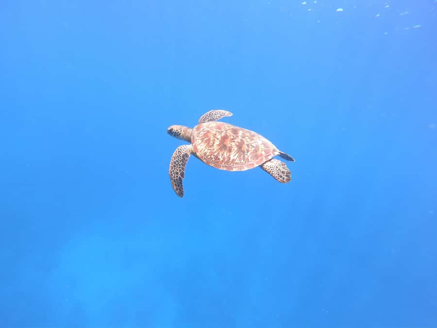 Tahiti island: 4 hours Snorkeling Tour - The Aquarium site: wrecks, fish, and a coral heart