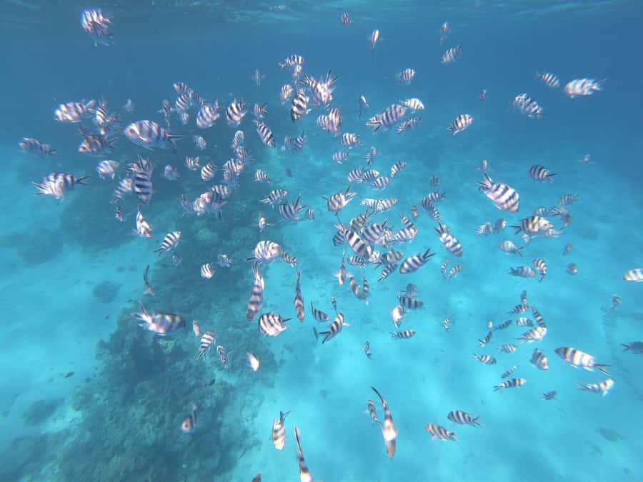 Tahiti island: 5 hours Snorkeling Picnic - The Aquarium site has unusual underwater landmarks