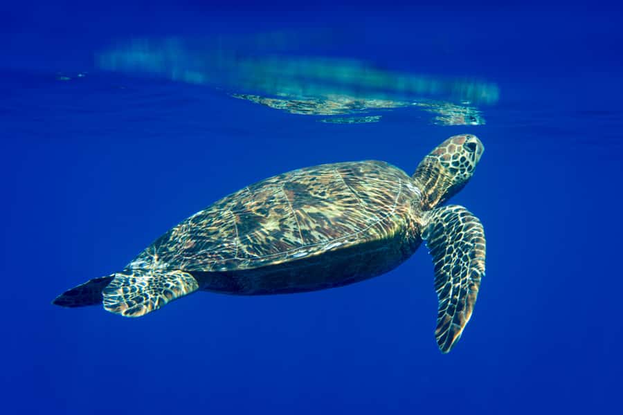 Tahiti island: 5 hours Snorkeling Picnic - What to pack for five hours at sea