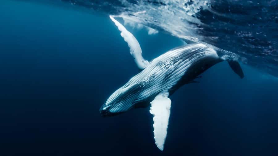 Tahiti island: Whale watching Experience - Five hours in search of Tahiti’s humpbacks