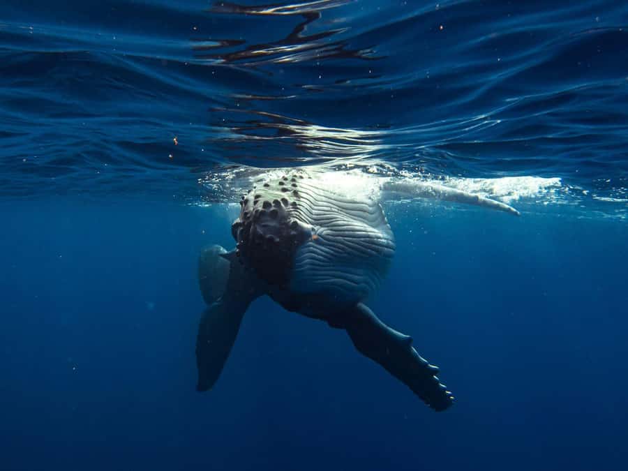 Tahiti island: Whale watching Experience - Searching for whales, dolphins, and marine life