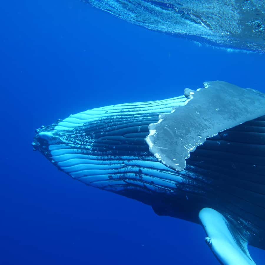 Tahiti island: Whale watching Experience - Why the small boat changes the experience