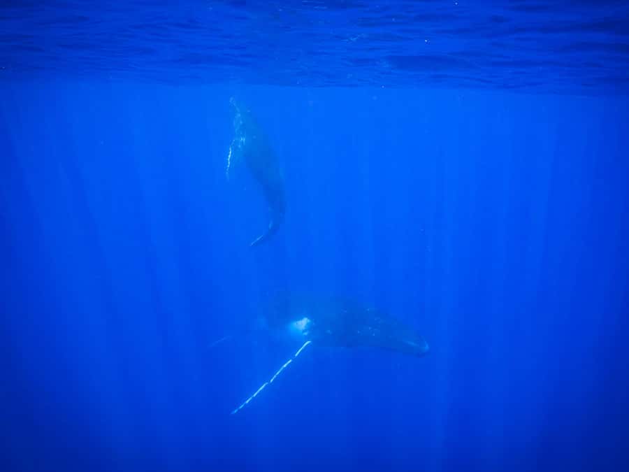 Tahiti island: Whale watching Experience - Languages, guides, and the human side