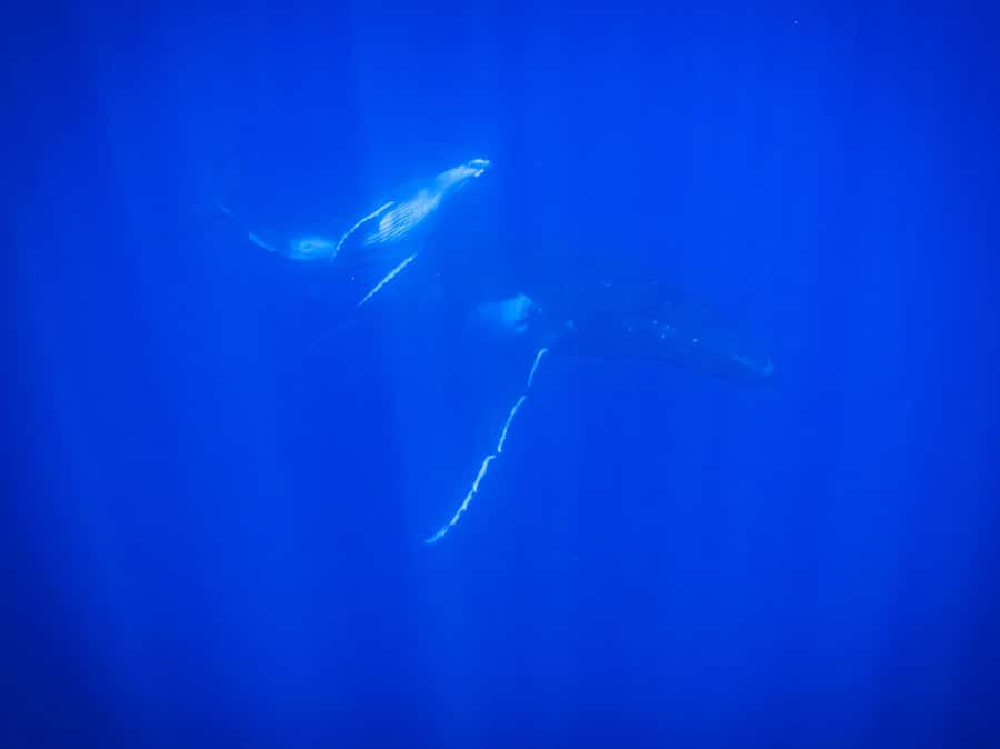 Tahiti island: Whale watching Experience - Pickup, timing, and what to bring