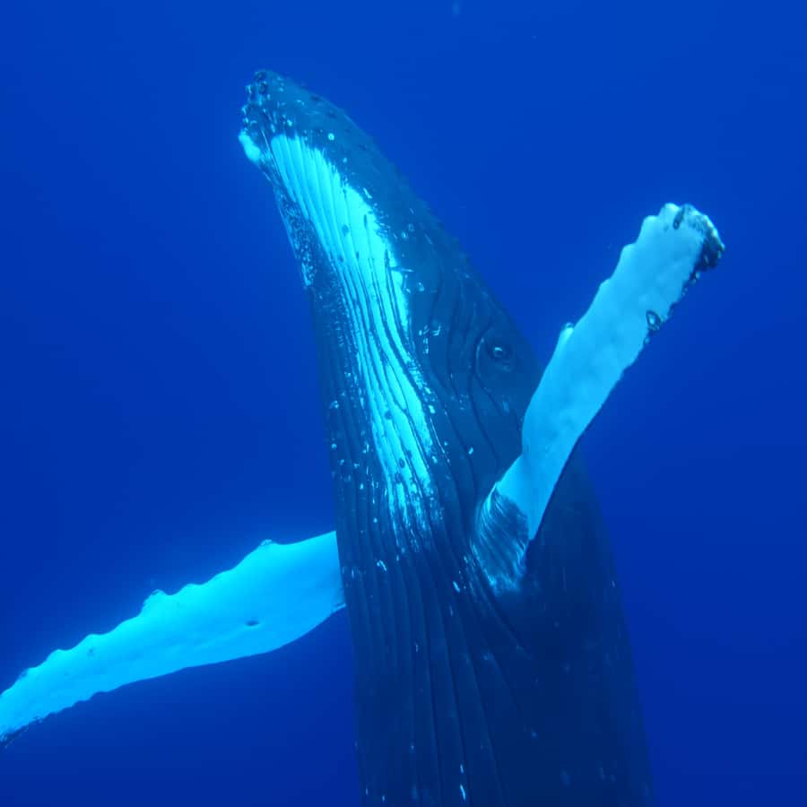 Tahiti island: Whale watching Experience - Cancellation and booking flexibility