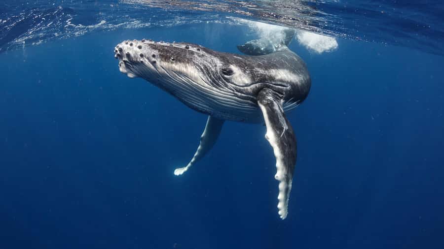 Tahiti island: Whale watching Experience - What a whale swim really demands