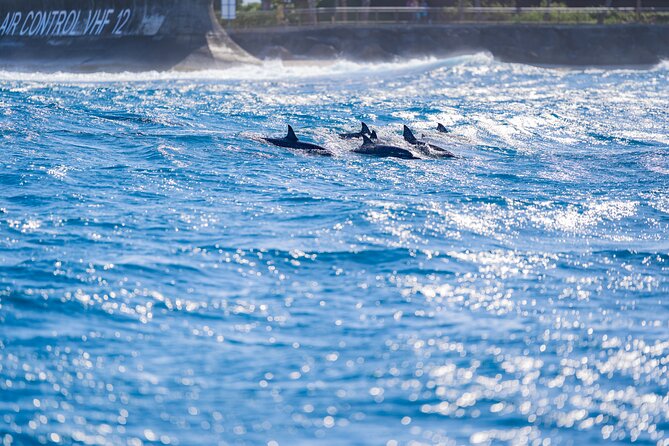 Tahiti Lagoon Snorkeling and Lunch Boat Tour (6 pax max) - The Sapinus spring beneath the sea