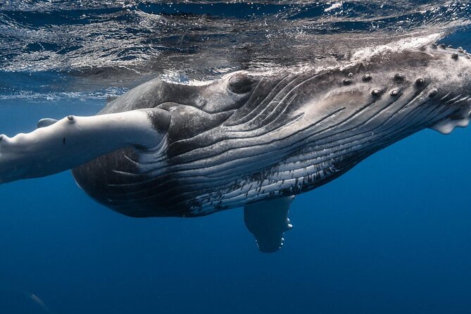 Tahiti, land of whales: a unique experience! - Key points before you book