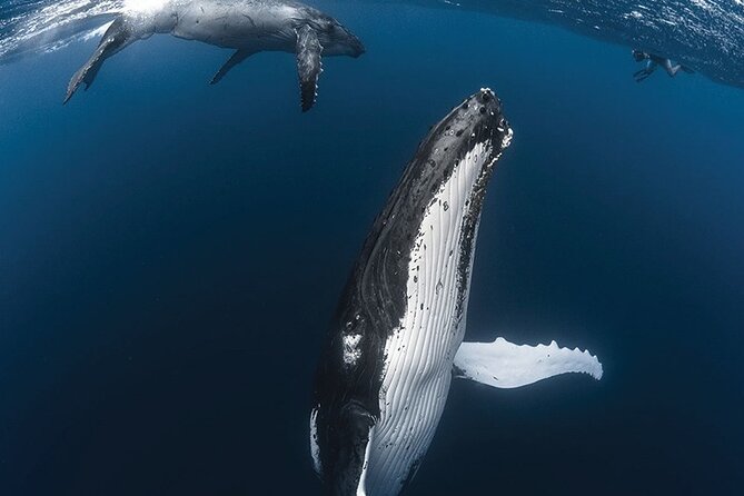 Tahiti, land of whales: a unique experience! - Setting out from Punaauia on Tahiti’s west coast