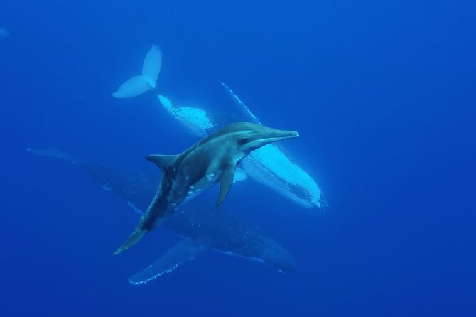 Tahiti, land of whales: a unique experience! - Why the Kaoriki’s small group matters
