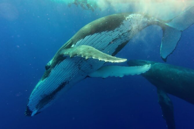Tahiti, land of whales: a unique experience! - Ending at Taapuna sandbank