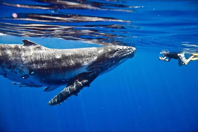 Tahiti, land of whales: a unique experience! - What $176 buys you