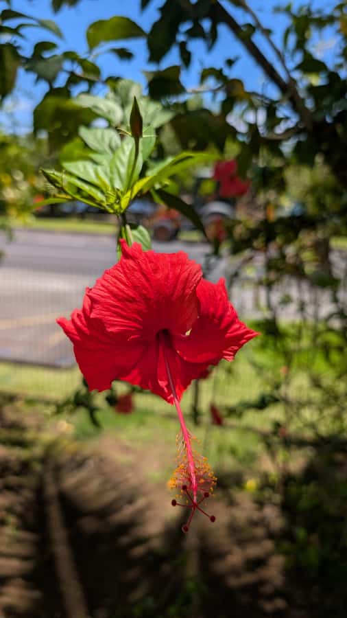 Tahiti: Northeast Coast Waterfalls&Viewpoints Half Day Tour - What the private guide changes