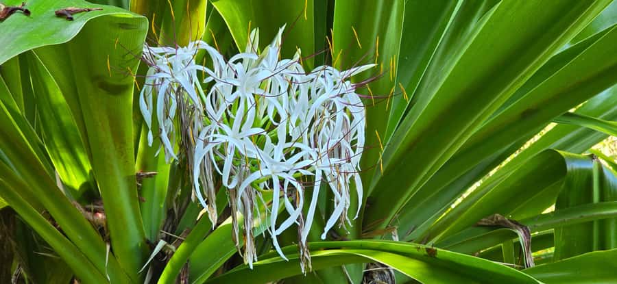 Tahiti: Private Half Day Culture and Nature Highlights Tour - Taharuu Black Sand Beach and the Pacific surf