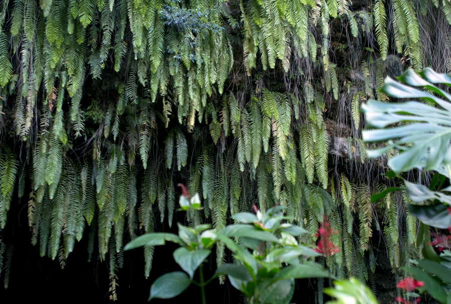 Tahiti: Private Half Day Culture and Nature Highlights Tour - Marae Arahurahu, Tahiti’s sacred stone setting