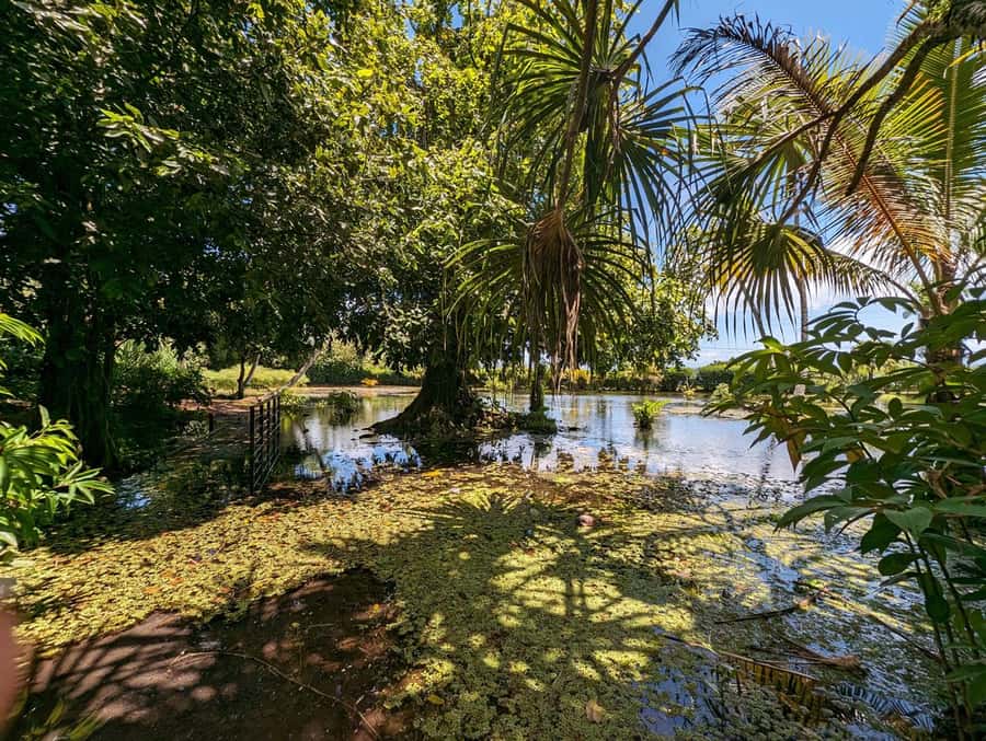 Tahiti Private Half Day Tour. Nature, history and culture - Mara’a Grotto: cool water and fern-covered rock