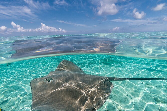 Toa Boat Bora Bora Private Lagoon tour On Majestic Pontoon Boat - Who will enjoy Toa Boat most