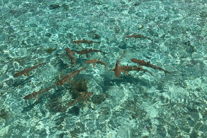 Toa Boat Bora Bora Private Lagoon tour with Lunch on Entertainer Bar Boat - Who will enjoy this most