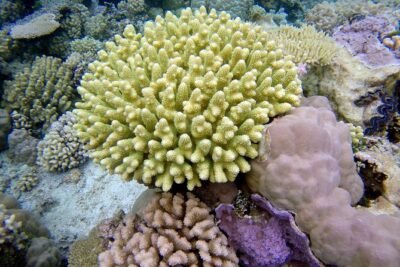 Tohora Bora Bora Snorkeling Lagoon Tours