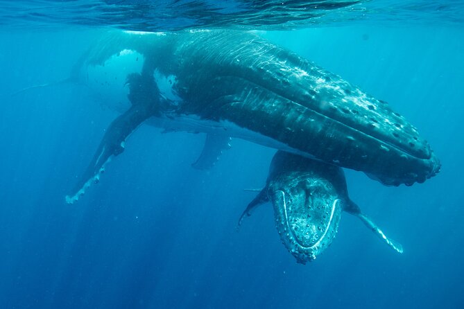 Tonga Holiday V Island Tours - Fixed Prices BEST VALUE - Tsunami Rock and a mystery without a single answer