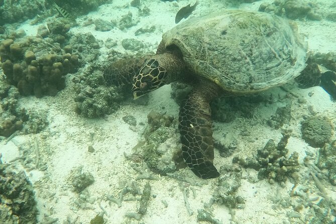 Ultimate Upolu Highlights Tour – Apia Cruise Ship Shore Excursion - Why the small group matters on a shore day