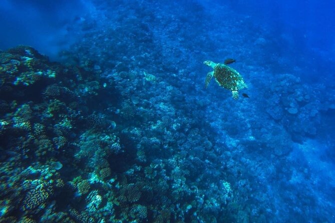 Want to escape? Treat yourself to a snorkeling session in Tahiti! - Nuuroa Bay and the search for dolphins