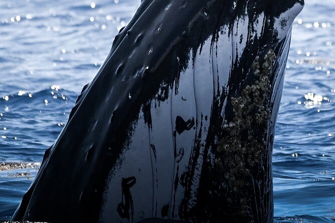 Watch and Swim with Humpback Whales in Moorea - Key points to know before you book