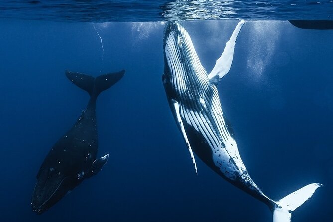 Watch and Swim with Humpback Whales in Moorea - Searching for humpbacks off Moorea
