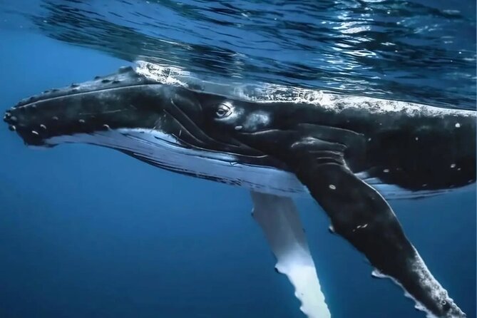 Watch and Swim with Humpback Whales in Moorea - Weather, cancellation, and the best fit