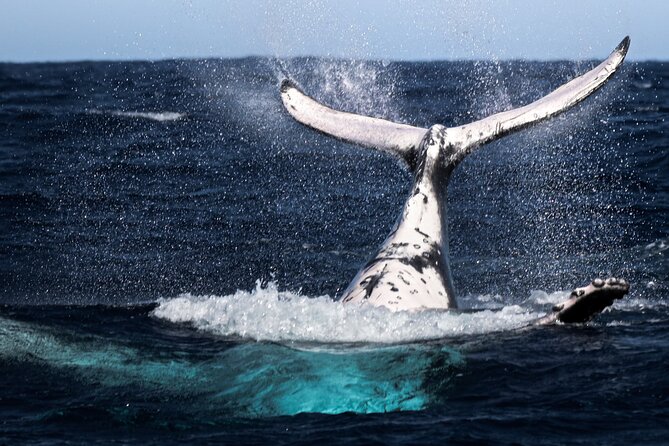 Watch and Swim with Humpback Whales in Moorea - What the water encounter can be like