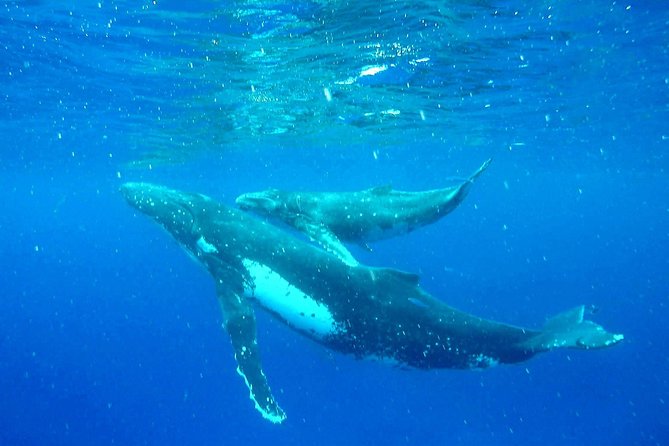 Whale Tour - Observe and swim with whales - Why Moorea is such a special whale destination