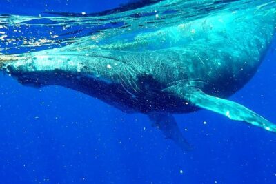 Whale Tour – Observe and swim with whales