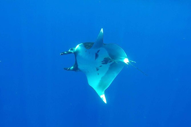 Whale Tour - Observe and swim with whales - The crew, safety, and animal respect