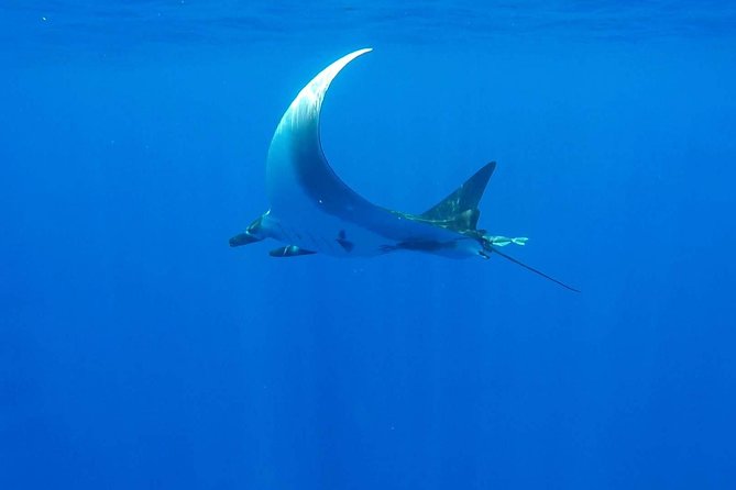 Whale Tour - Observe and swim with whales - Is the $270.63 price worth it?
