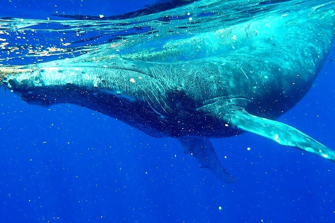 Whale Tour - Observe and swim with whales - The whale encounter: thrilling, controlled, and demanding