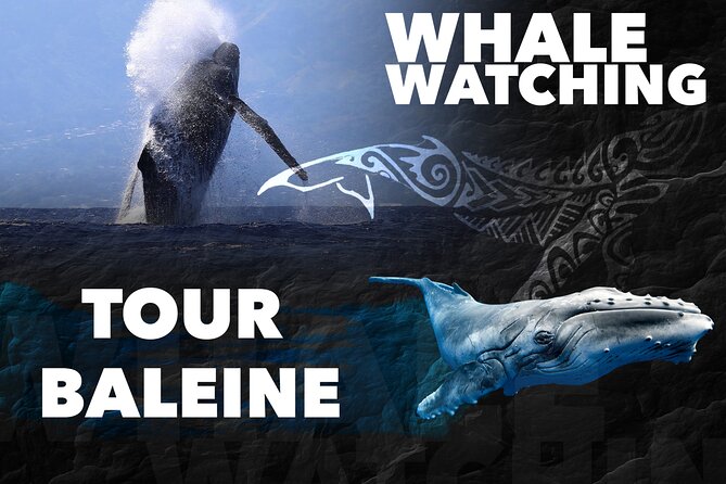 WHALE TOUR - Watching and Swimming with Whales - Setting out from Moorea’s cruise quay