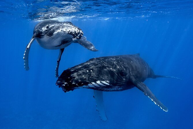 WHALE TOUR - Watching and Swimming with Whales - Entering the water with the guide