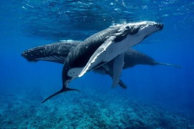 WHALE TOUR – Watching and Swimming with Whales