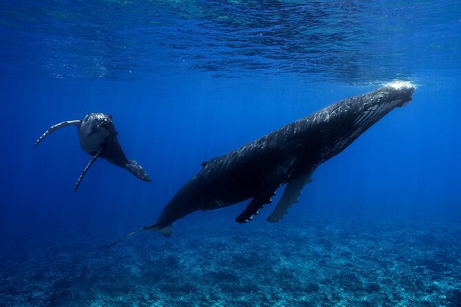 WHALE TOUR - Watching and Swimming with Whales - Henua, Nicolas, and the human side of the trip