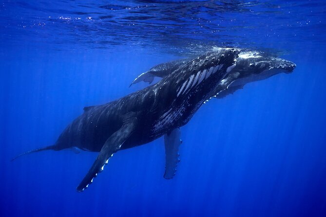 WHALE TOUR - Watching and Swimming with Whales - What the small-group promise means