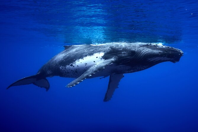 WHALE TOUR - Watching and Swimming with Whales - Who should book this Moorea whale swim?