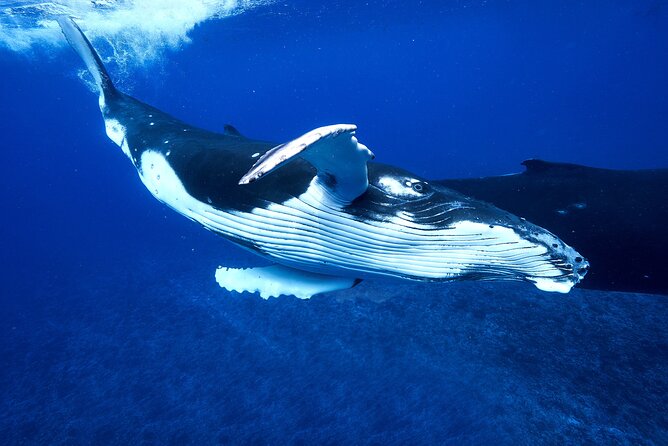 WHALE TOUR - Watching and Swimming with Whales - Practical booking advice for the day