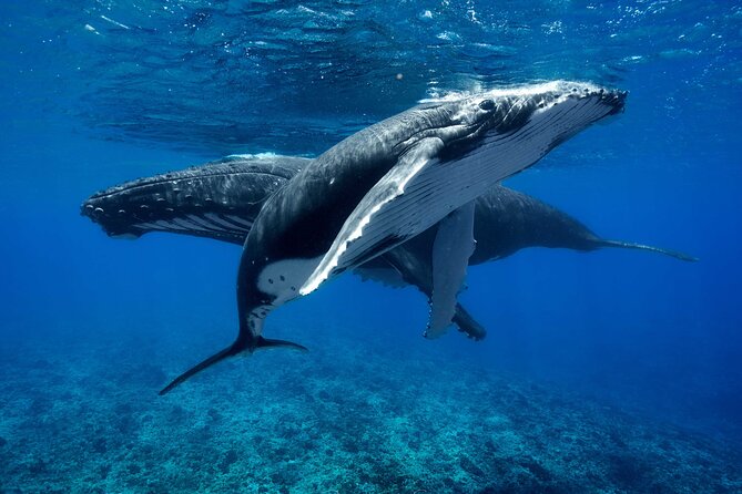 WHALE TOUR - Watching and Swimming with Whales - Searching the open water for humpbacks